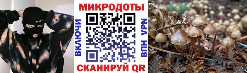 где найти   Бердск  Псилоцибиновые грибы прущие грибы 